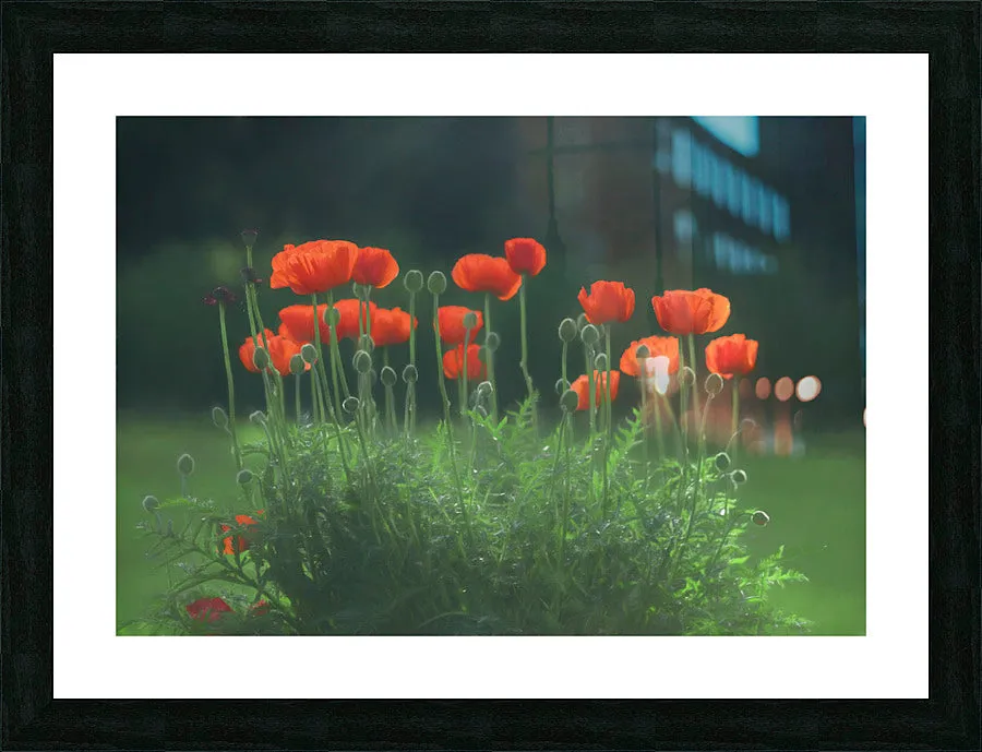 Poppies in the Rain