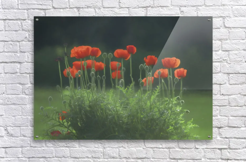 Poppies in the Rain