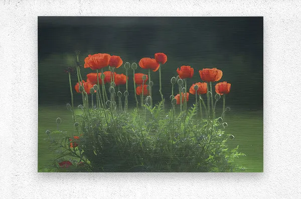 Poppies in the Rain