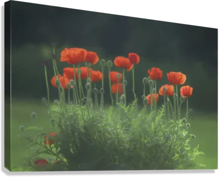 Poppies in the Rain